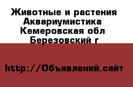 Животные и растения Аквариумистика. Кемеровская обл.,Березовский г.